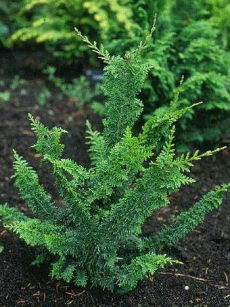 Cyprès Sawara 'Teddy Bear'