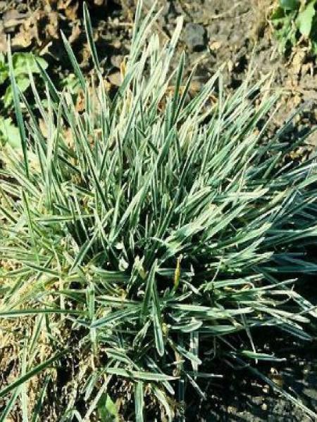 Dactylis glomerata 'Variegata'