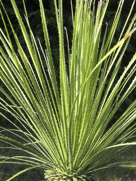 Dacylire à fines feuilles