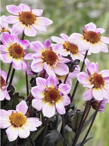 Dahlia  ''American Pie''