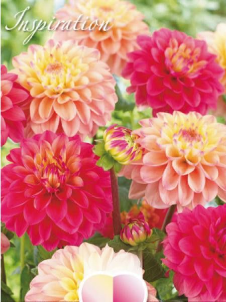 Dahlia Ball 'Mélange rose et saumon'
