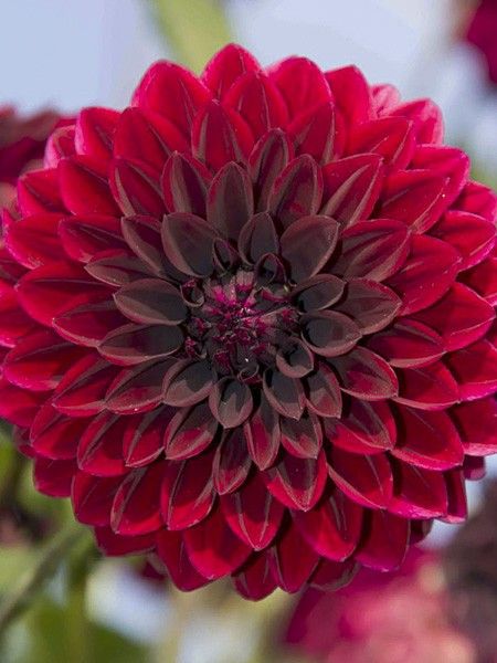 Dahlia balle 'Faro'