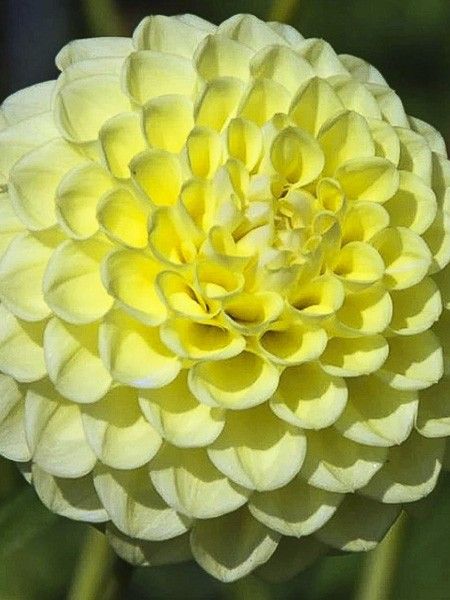 Dahlia balle 'Joey Martina'