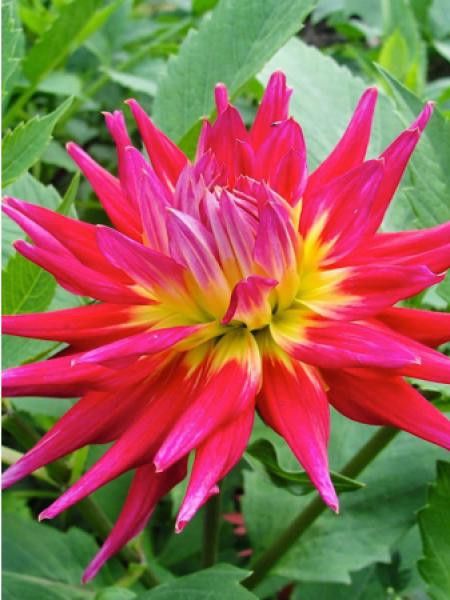 Dahlia cactus 'Bora Bora'