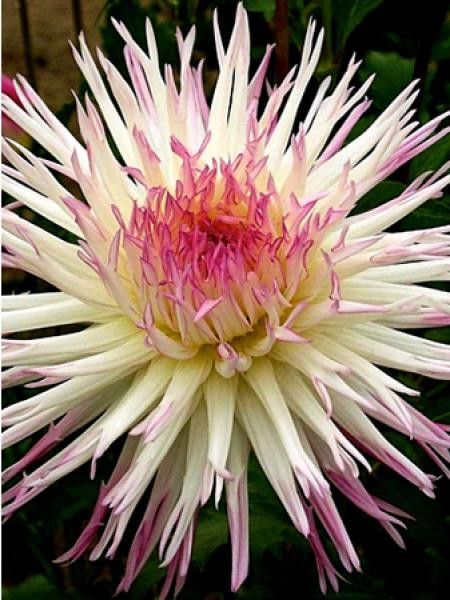 Dahlia Gpe Cactus Spider 'Marlene Joy'