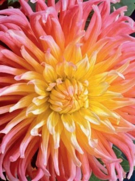 Dahlia cactus Spider 'Star Elite'