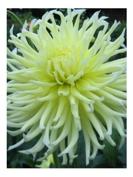 Dahlia cactus Spider 'Yellow Star'