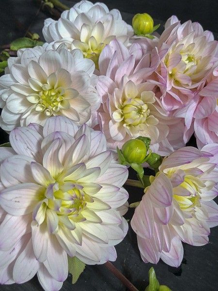 Dahlia camélia 'Silver Years'