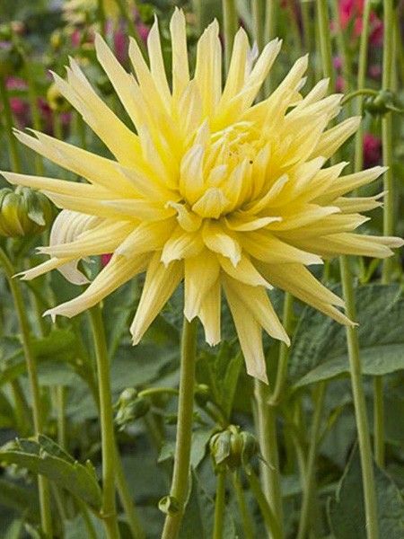Dahlia 'Chabada'