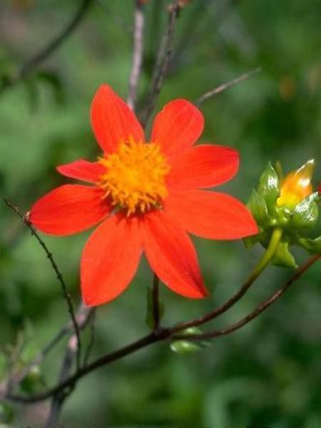 Dahlia coccinea 