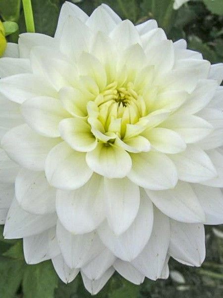 Dahlia décoratif 'Karma Maarten Zwaan'