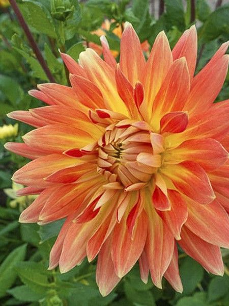 Dahlia décoratif 'Motto'