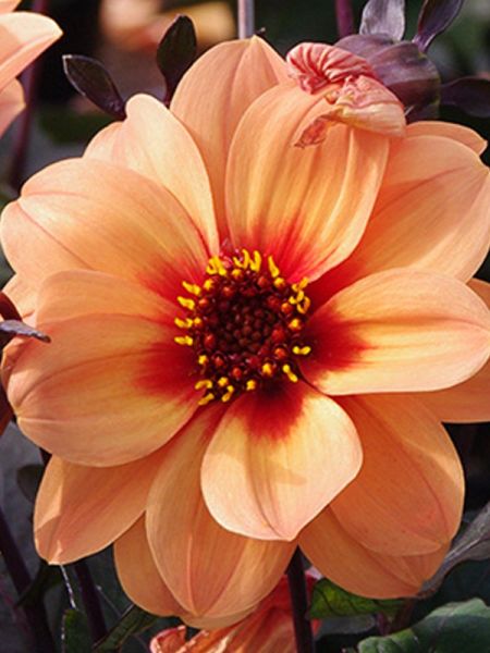 Dahlia Dreamy™ 'Haze Orange'