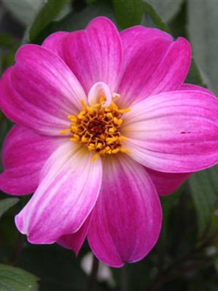 Dahlia Dreamy™ Mystic 'Fantasy'