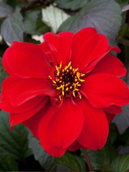 Dahlia Dreamy™ 'Enchantement Red'