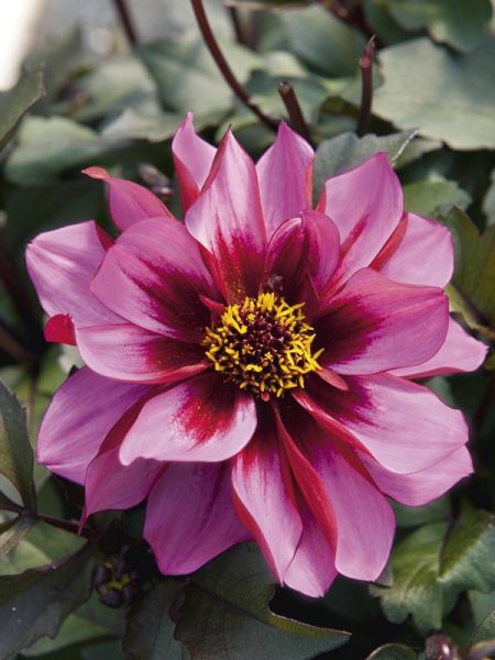Dahlia Dreamy™ 'Dreamer'