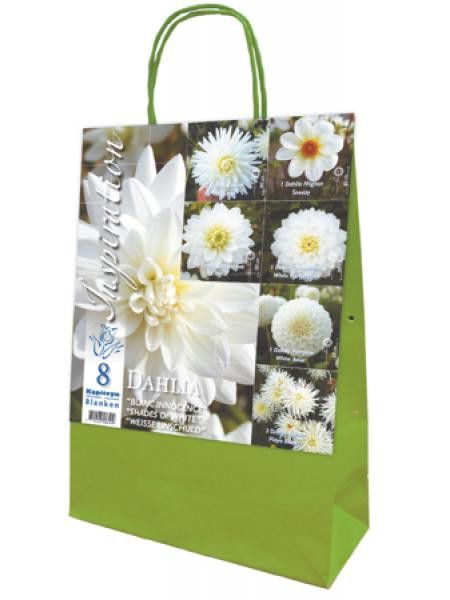 Dahlia en mélange 'Blanc innocence'