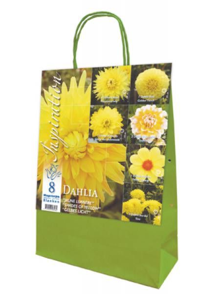 Dahlia en mélange 'Jaune lumiere'