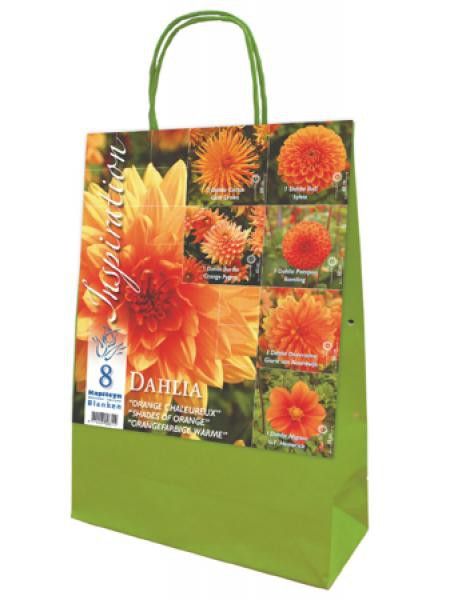 Dahlia en mélange 'Orange chaleureux'