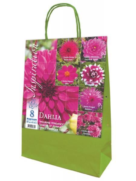 Dahlia en mélange 'Pourpre Tendance'