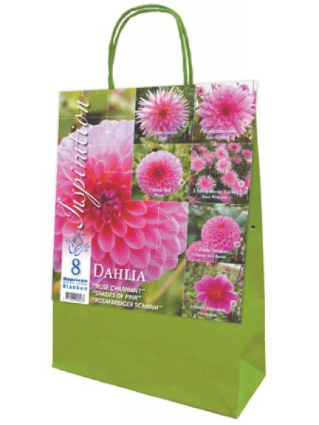 Dahlia en mélange 'Rose charmant'