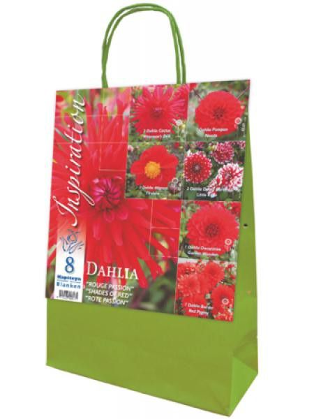 Dahlia en mélange 'Rouge Passion'