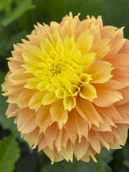 Dahlia fimbriata 'Deep Impact'