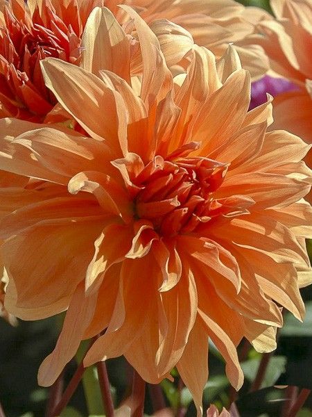 Dahlia géant décoratif 'Babylon Bronze'