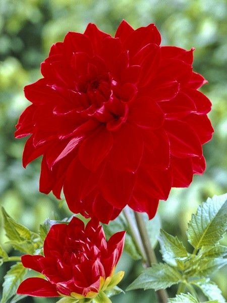 Dahlia géant décoratif 'Barbarossa'