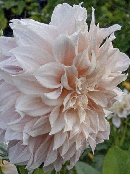 Dahlia géant décoratif 'Café Au Lait rosé'