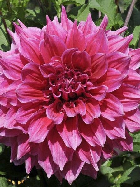 Dahlia géant décoratif 'Emory Paul'