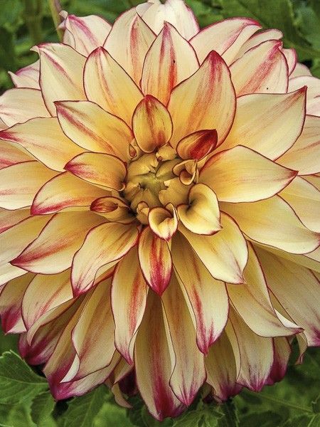 Dahlia géant décoratif 'Lady Darlene'