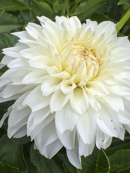 Dahlia géant décoratif 'Lady Liberty'