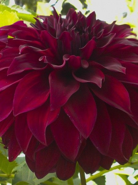 Dahlia géant décoratif 'Spartacus'