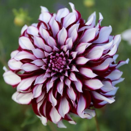 Dahlia géant décoratif 'Tartan'