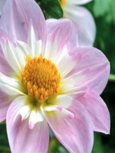 Dahlia Gpe à collerette 'Audry'