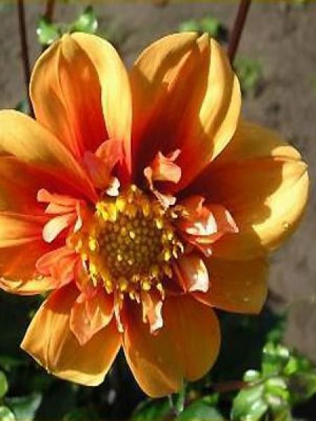 Dahlia Gpe à collerette 'Esther'