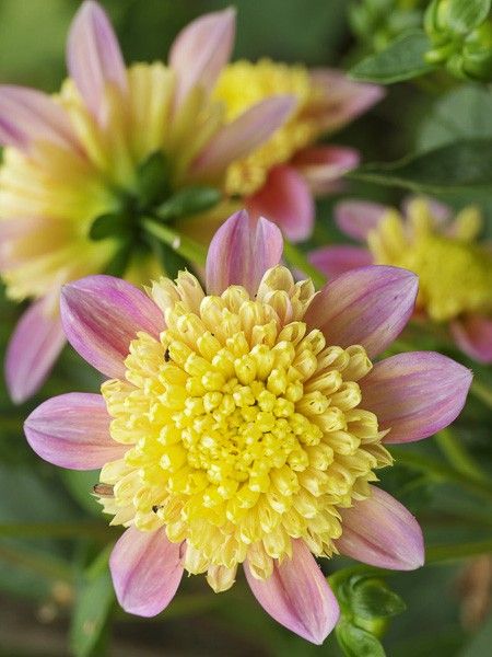 Dahlia Gpe à collerette 'Honey'