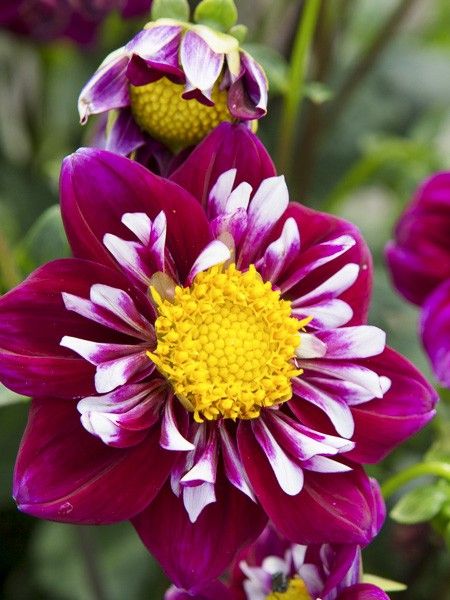 Dahlia Gpe à collerette 'Impression Fantastico'