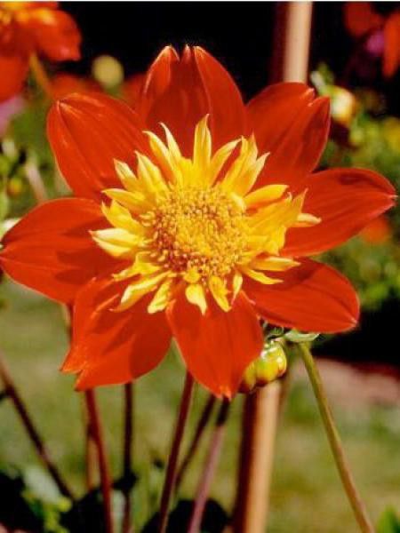 Dahlia Gpe à collerette 'La Gioconda'