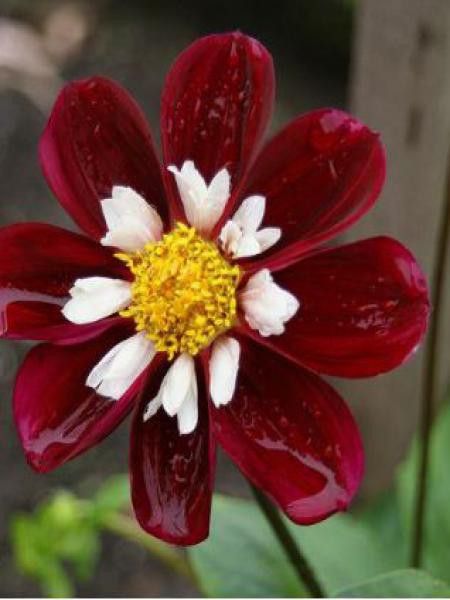 Dahlia Gpe à collerette 'Marie'