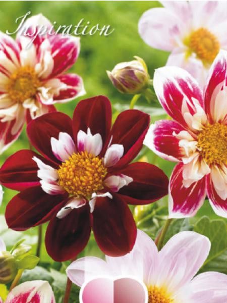 Dahlia Gpe à collerette 'Mélange Nuances De Rose'