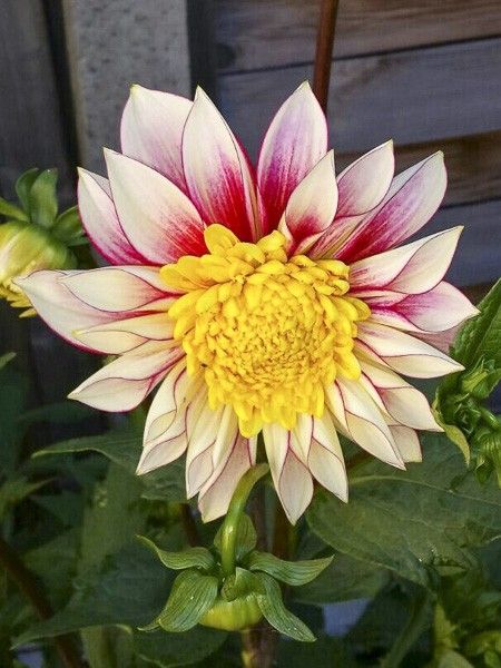 Dahlia Gpe à collerette 'Polka'
