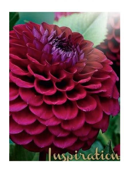 Dahlia Gpe Balles 'Babette'