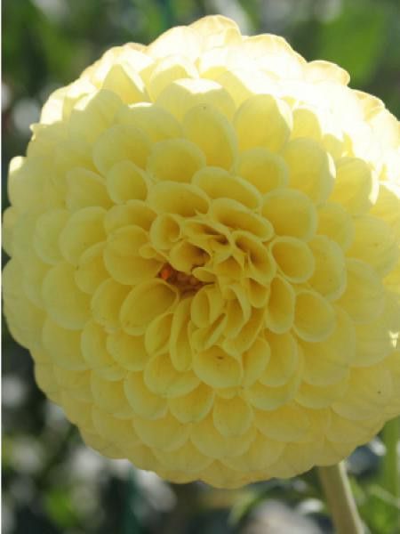 Dahlia Gpe Balles 'Golden Torch'