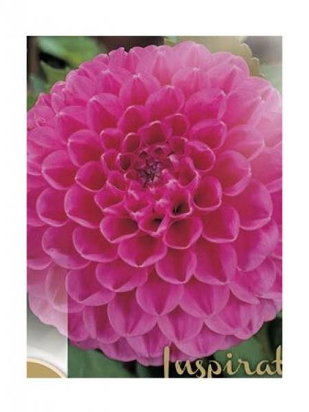 Dahlia Gpe Balles 'Peter'