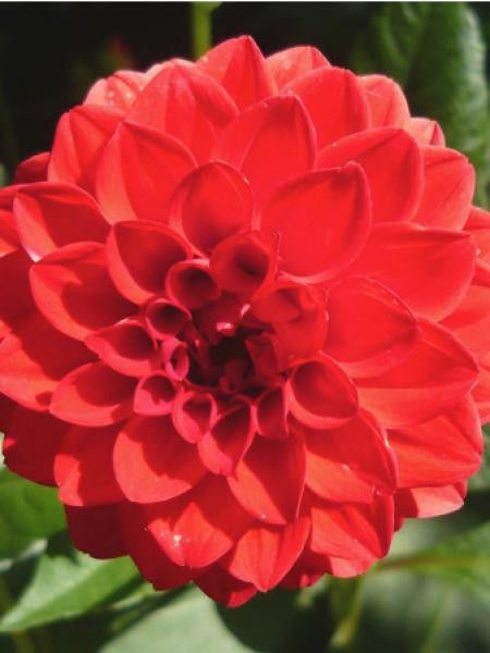 Dahlia Gpe Balles 'Red Cap'