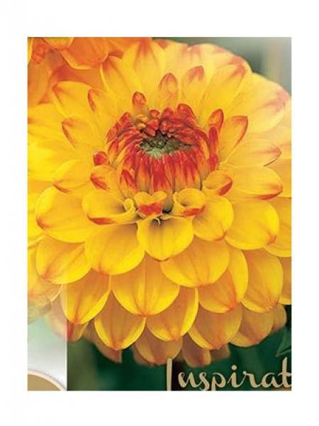 Dahlia Gpe Balles 'Sunny Boy'