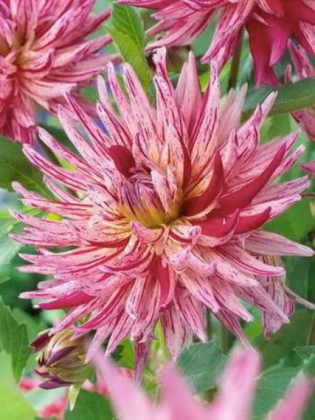 Dahlia Gpe Cactus 'Alain Mimoun'