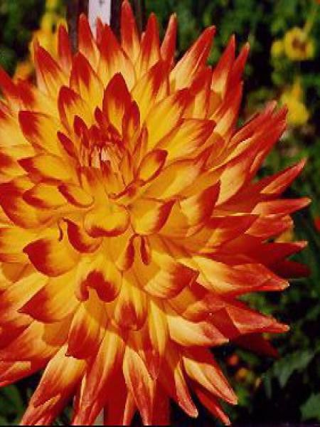 Dahlia Gpe Cactus 'Aloha'